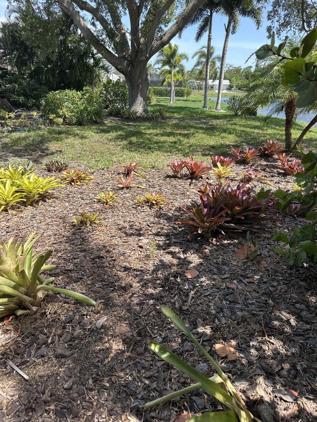 Bromeliad bed under an oak with a lake in the background