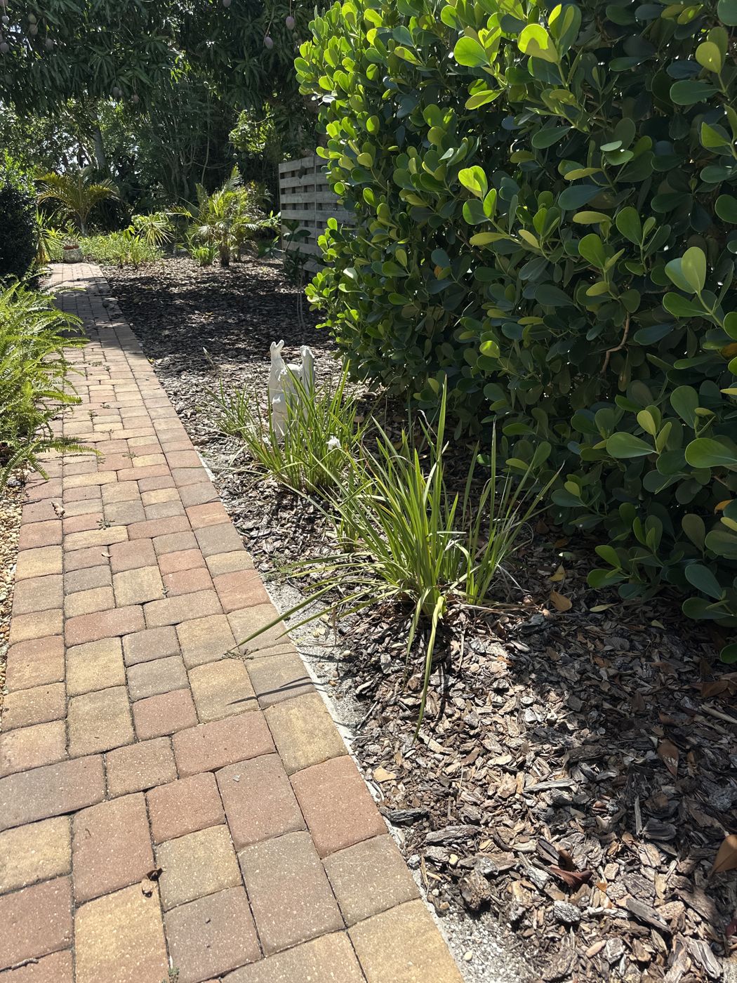 Paver path beside a freshly mulched bed with grasses and hedge