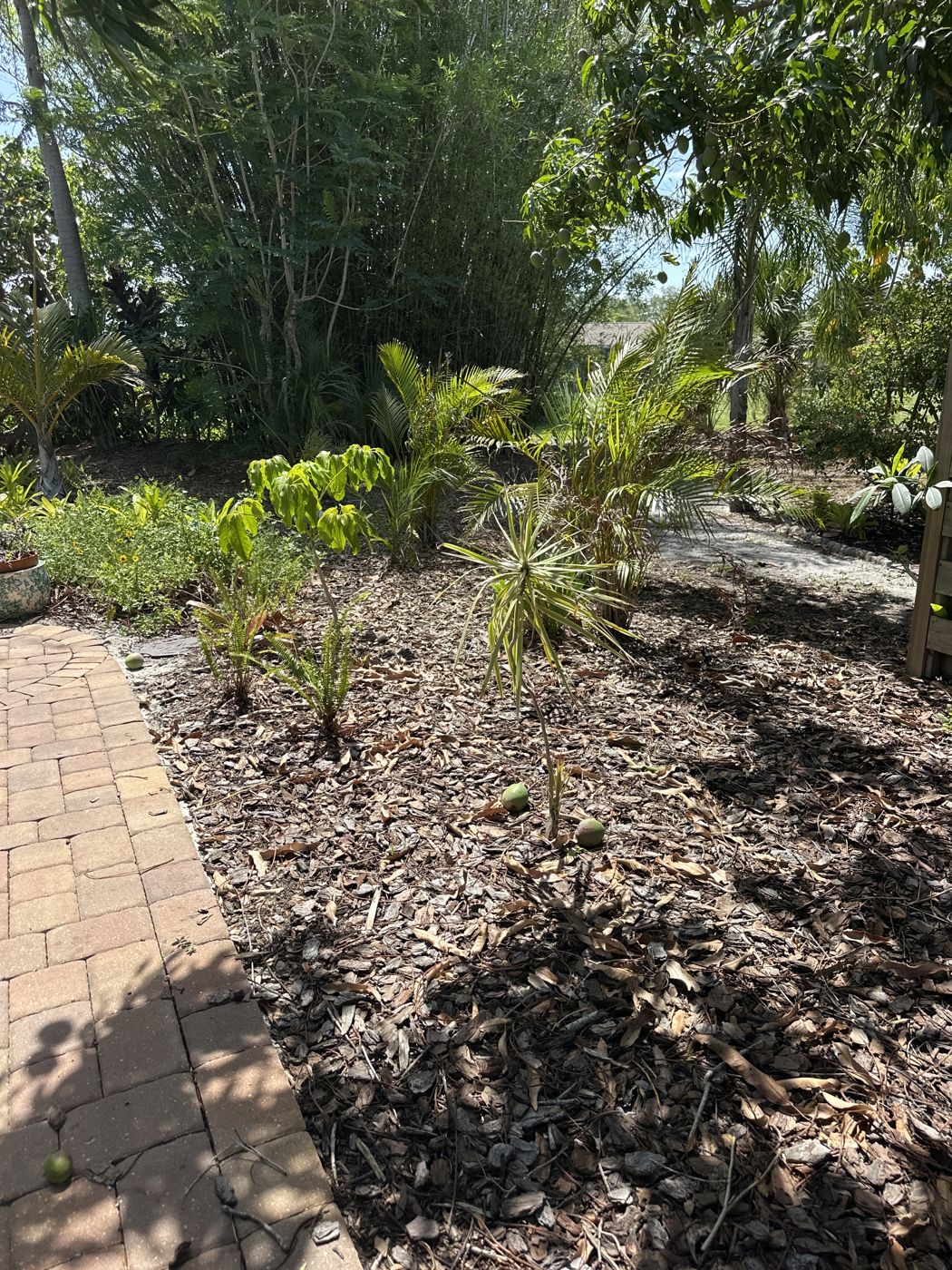 Palms planted along a paver walkway with fresh mulch