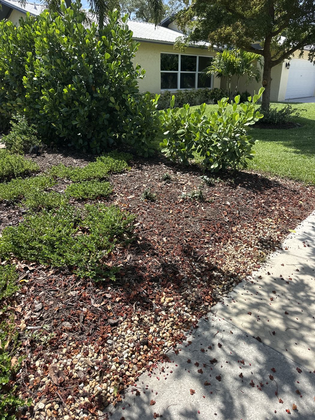 Hedge bed refreshed with mulch in front of a home
