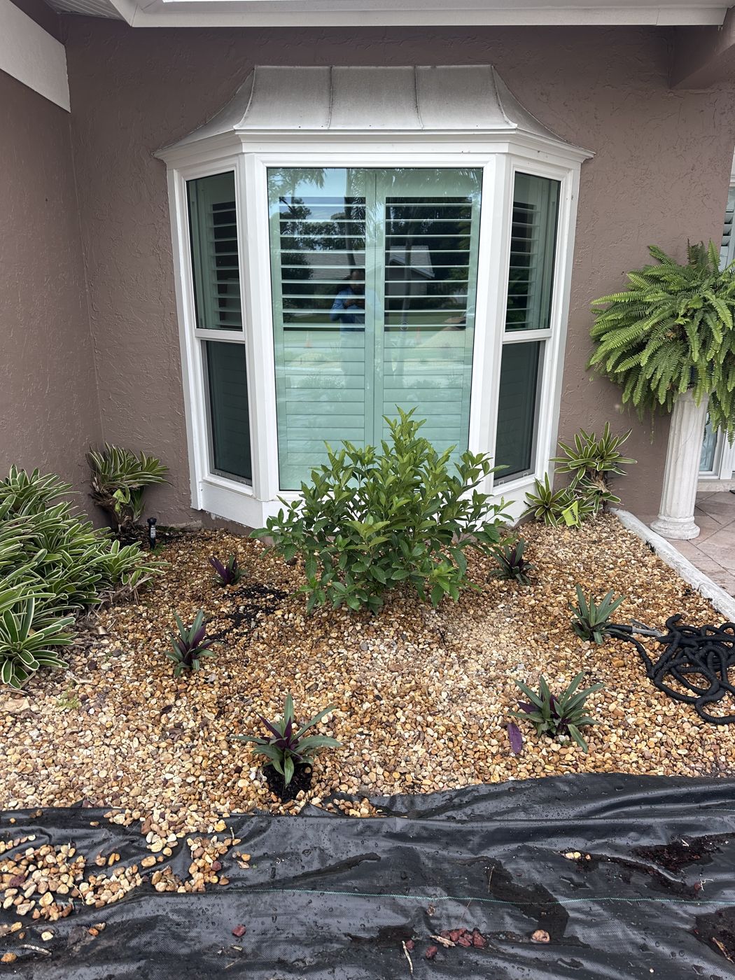 New foundation planting under a bay window with fresh shell and mulch