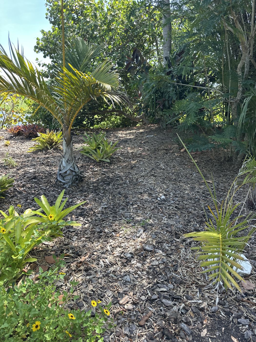 Palms and tropical plants in a mulched bed