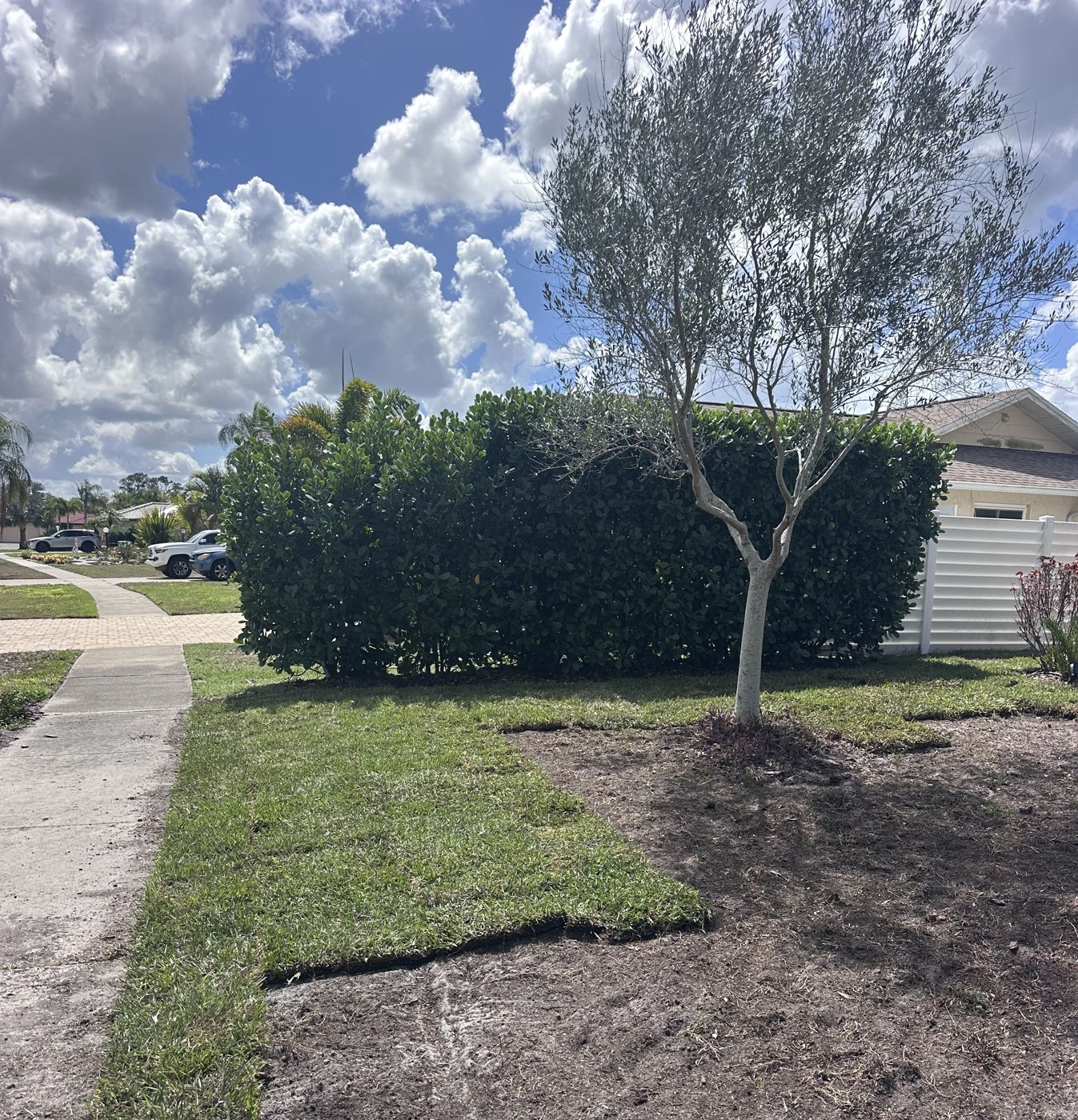 Fresh mulch edge along a lawn and sidewalk